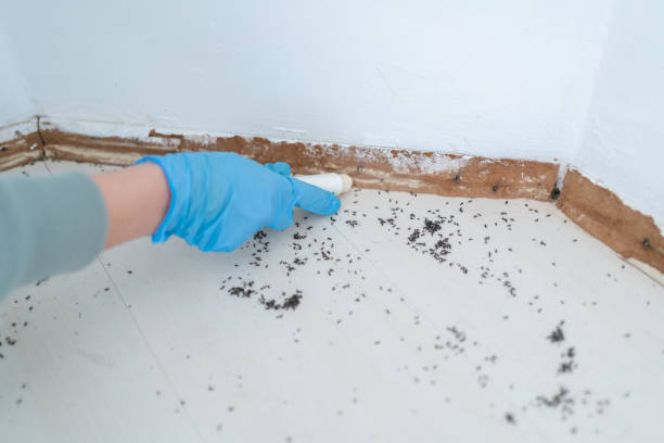 Best Pest Control for Multi-Family Homes  in Woodsville, NH